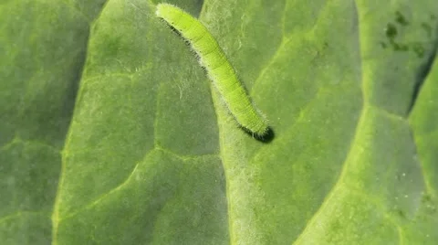 Caterpillar of a Small White moving on a cabbage leaf Vídeos de archivo 43906590