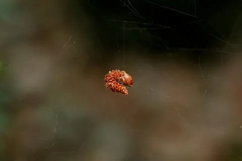 Caterpillar in spider web close-up Stock Photos