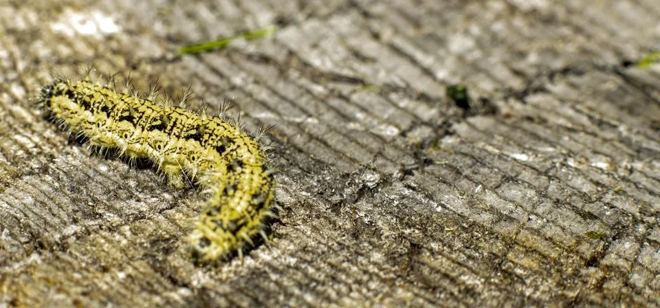 Caterpillar with spikes on an old stump selective focus, wide view. Stock Photos