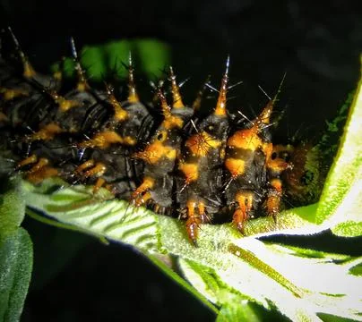 Caterpillar spines Stock Photos