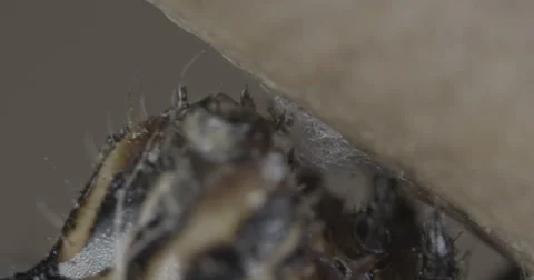 Caterpillar spins silk button to use for metamorphosis  4k super macro Stock Footage 68344984