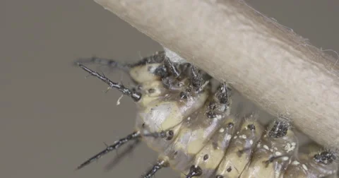 Caterpillar spins silk button to use for metamorphosis  4k super macro Stock Footage 68345491
