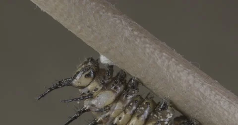Caterpillar spins silk button to use for metamorphosis  4k super macro Video stock 68345626