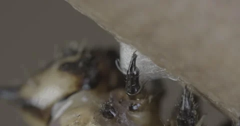 Caterpillar spins silk button to use for metamorphosis  4k super macro Stock Footage 68345793
