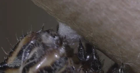 Caterpillar spins silk button to use for metamorphosis  4k super macro Stock Footage 68345846