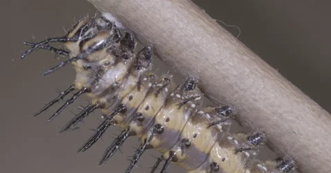 Caterpillar spins silk button to use for metamorphosis  4k super macro Stock Footage 68353380