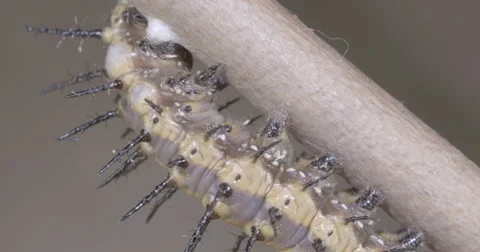 Caterpillar spins silk button to use for metamorphosis  4k super macro Stock Footage 68353783