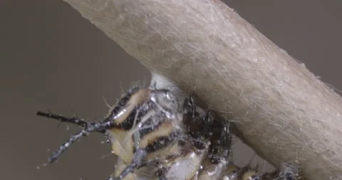 Caterpillar spins silk button to use for metamorphosis  4k super macro Stock Footage 68353785