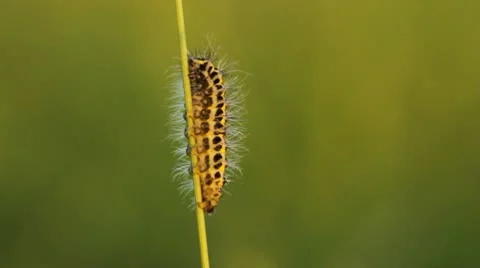 Caterpillar on a stalk Stock Footage 10574061