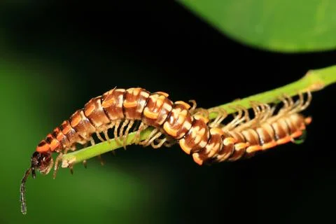 Caterpillar on stalk 스톡 사진