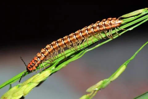 Caterpillar on stalk 스톡 사진