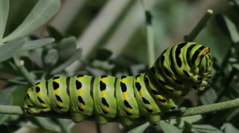 Caterpillar standing Stock Footage 53420465