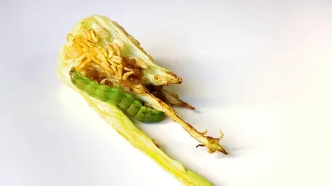 Caterpillar standing on a pepper piece on white background Stock Footage 78672317