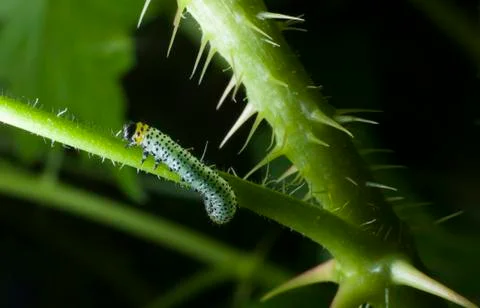 Caterpillar stem crawling Stock Photos