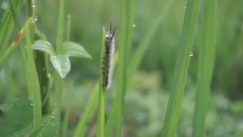 Caterpillar stick and eat the leaves of rice plants in the morning Stock Footage