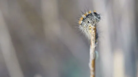 Caterpillar on the stick Stock Footage 38073340