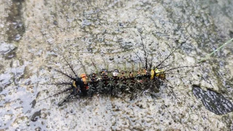 Caterpillar with stinging spines of a silk moth, Stinging Caterpillars Stock Footage 157613125