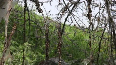 Caterpillar strings in weaving Stock Footage 64693548