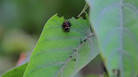 Caterpillar stuck to the green leaf Stock Footage 213929889