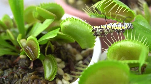 Caterpillar successfully try to escape from deadly venus flytrap leaf Video stock 138871899