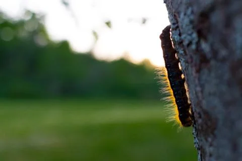 Caterpillar In The Sun 写真素材