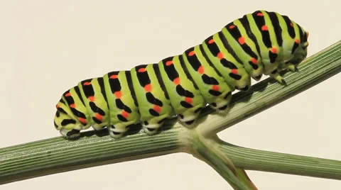 Caterpillar of a Swallow tail crawling on dill, white background Stock-Footage 28047433