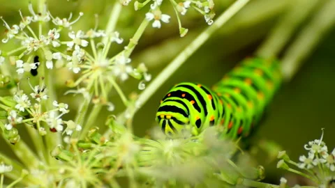 Caterpillar of the Swallowtail Butterfly Video stock 332415397