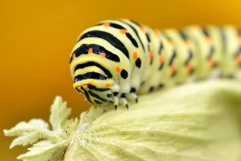 Caterpillar of swallowtail Stock Photos