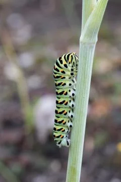 Caterpillar of a swallowtail Stock Photos
