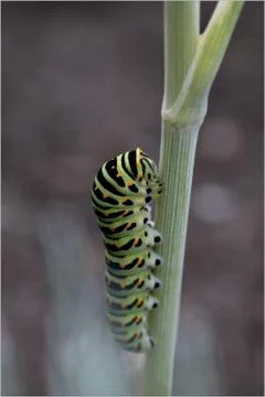 Caterpillar of a swallowtail Stock Photos