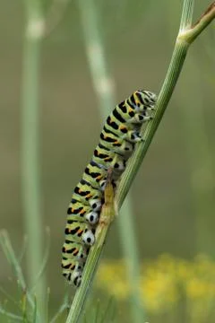 A caterpillar of a swallowtail Stock Photos