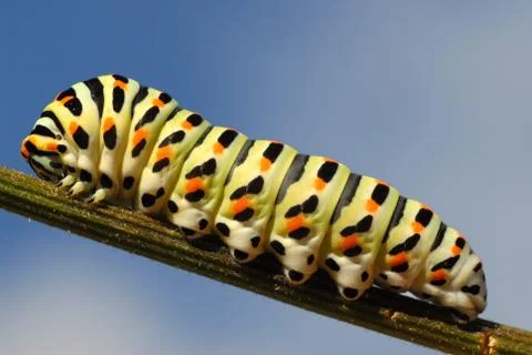 Caterpillar of swallowtail on stem Stock Photos
