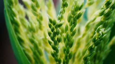 Caterpillar On Sweetcorn Leaf Stock Footage 137295349