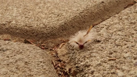 Caterpillar of the Sycamore Tussock Moth Stock Footage 174550821