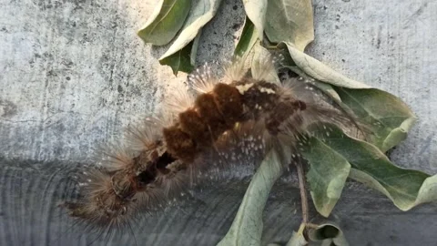 Caterpillar with terrible fur Video stock 251415536