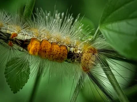 Caterpillar texture Fotos Stock
