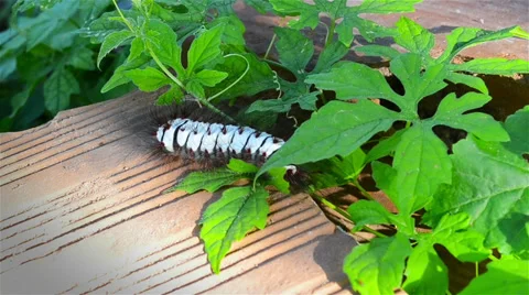 Caterpillar through the screen 库存影片 36783259