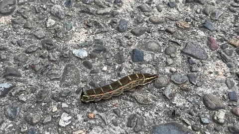 Caterpillar with Ticking Tail Stock Footage 251780245