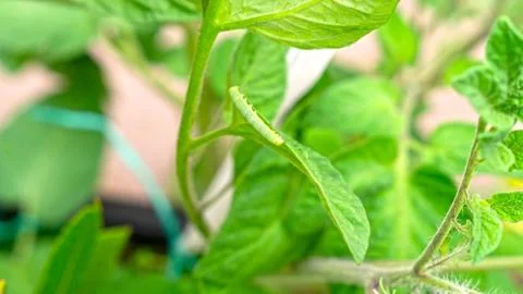 Caterpillar On Tomato Leaf Stock Photos