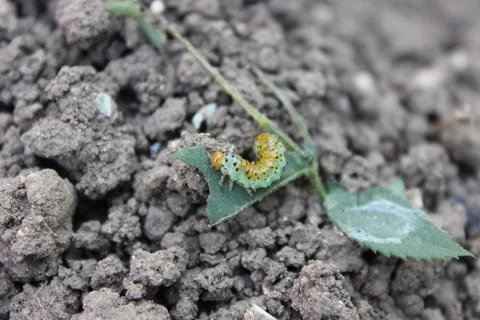 The Caterpillar On the Top of The Leaf Stock Photos