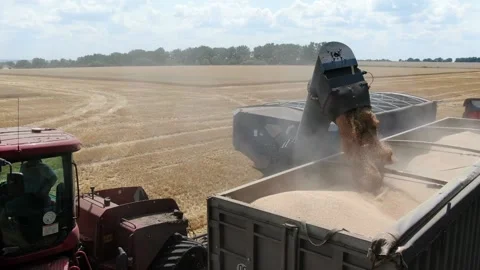 Caterpillar tractor is pouring the wheat into the back of the truck Stock Footage 138003464