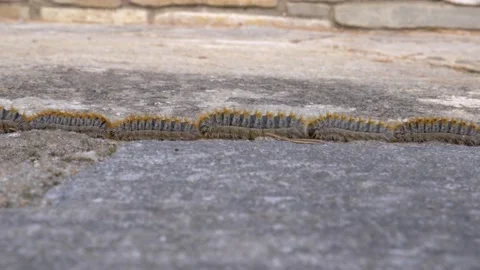 Caterpillar train Stock Footage 151001537