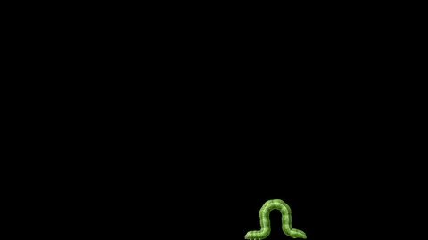 Caterpillar on transparent background, looping 3D animation Stock Footage 112004917