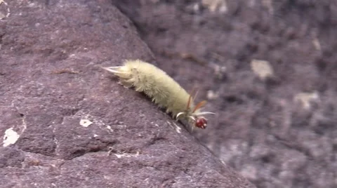 Caterpillar trapped on river rock Stock Footage 56144729