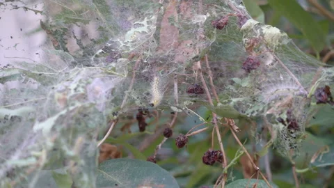 Caterpillar on a tree 00 Stock Footage 95013563