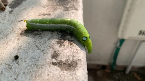 Caterpillar on the tree branch and wall Stock Footage 290168270