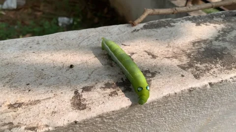 Caterpillar on the tree branch and wall Vídeos de archivo 290168279