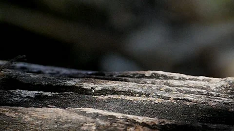 Caterpillar on tree branch. Video stock 65261167