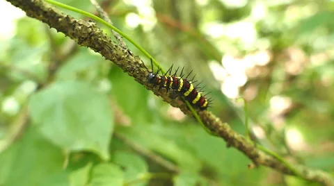 Caterpillar on tree branch. Stock-Footage 65261465