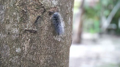 Caterpillar on a tree Video stock 146928489